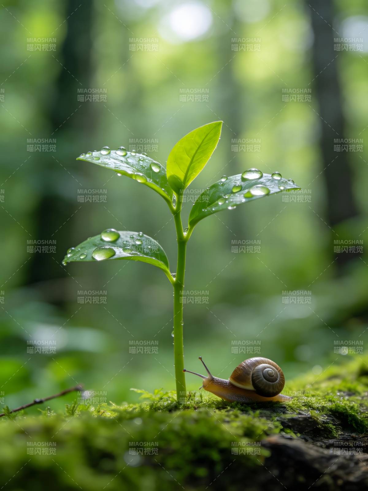 雨露新芽伴蜗牛图片
