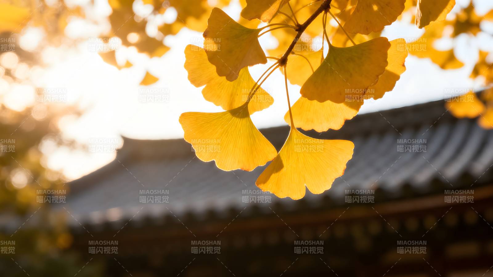 秋叶映古檐图片