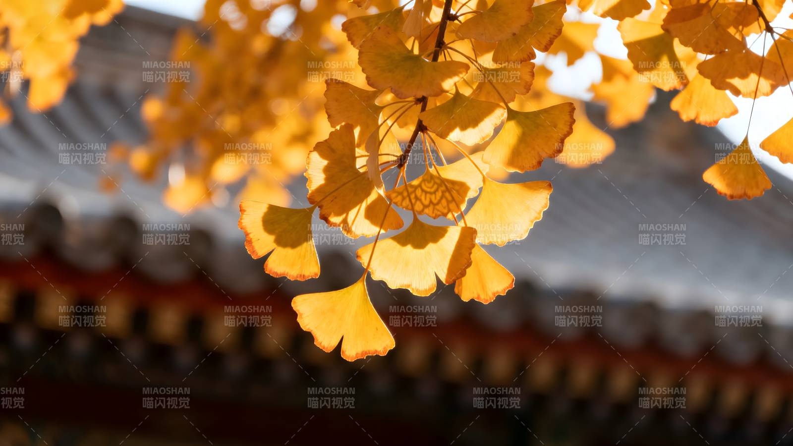 秋叶映古檐图片