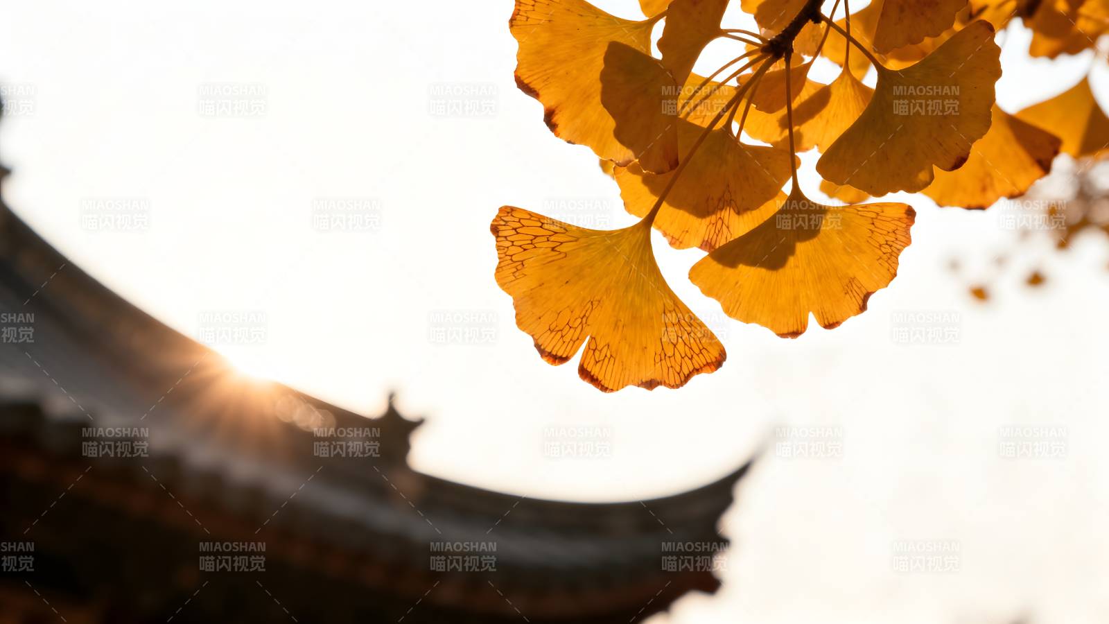 秋叶映古檐图片