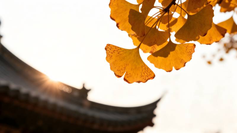 秋叶映古檐图片