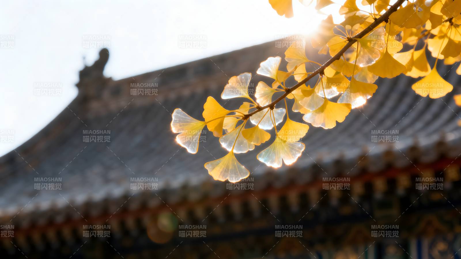 秋叶映古檐图片