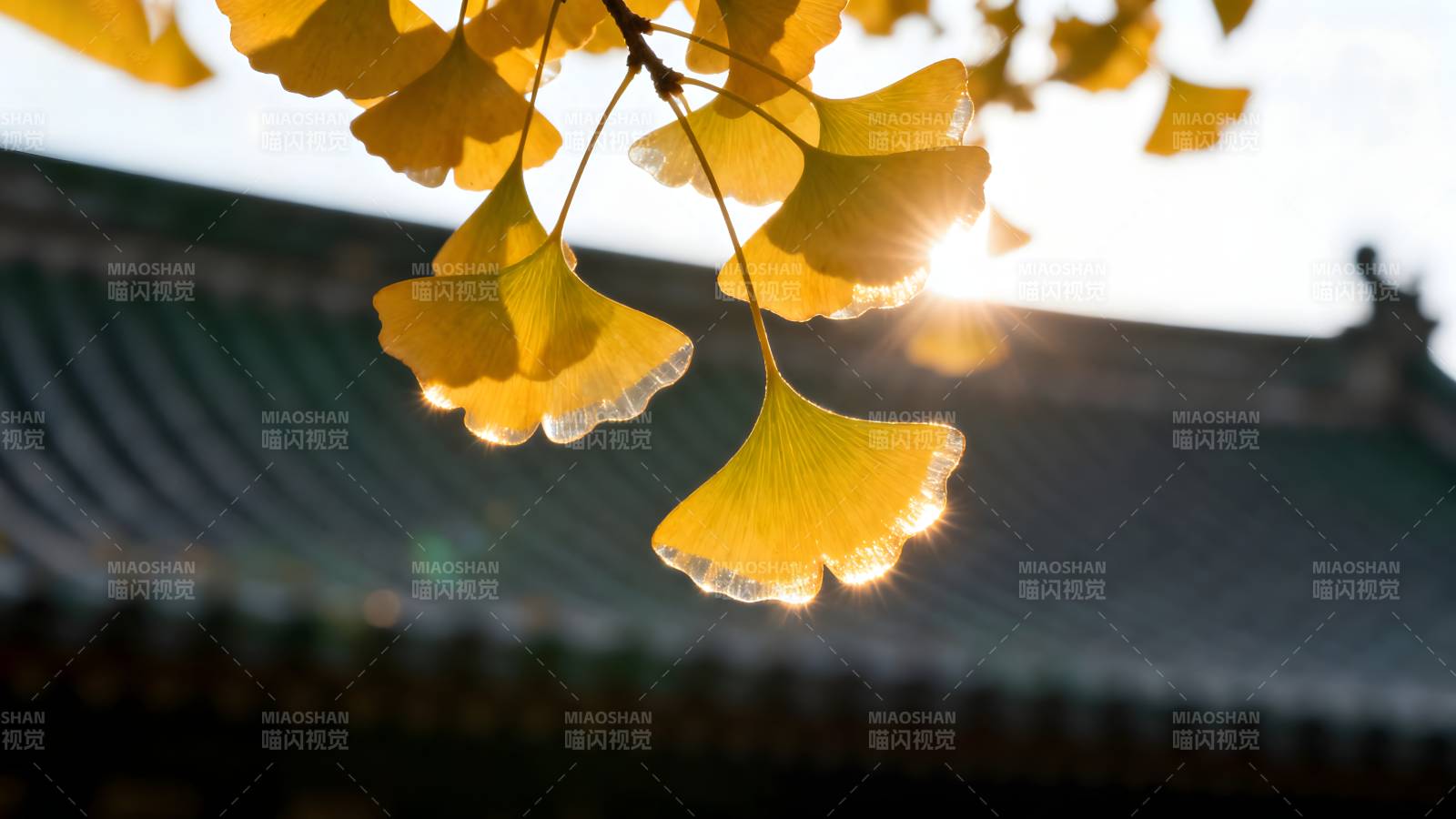 银杏叶映古檐图片