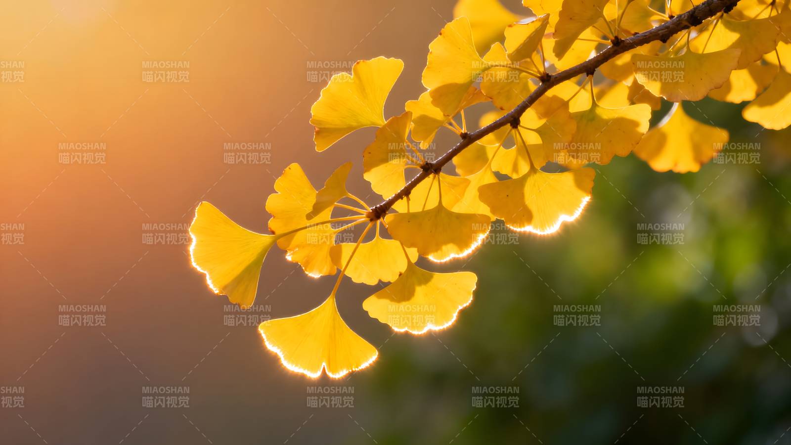 秋日银杏叶图片