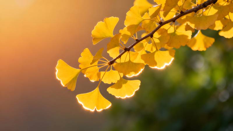 秋日银杏叶图片