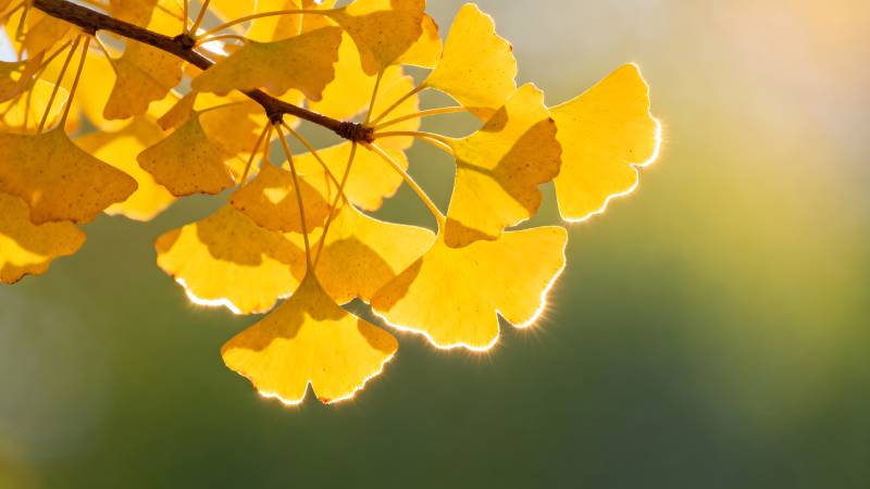 秋日银杏叶图片