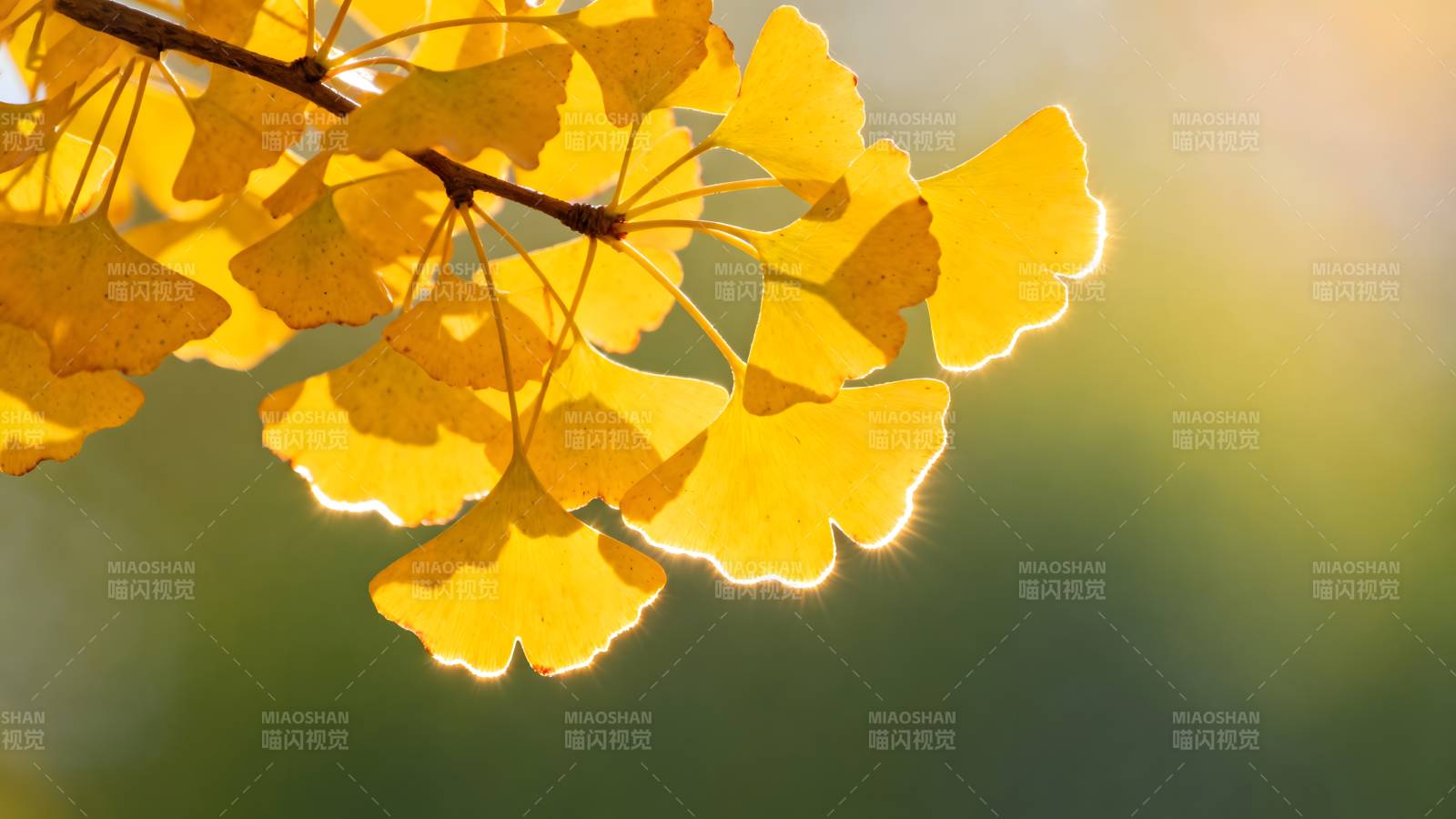 秋日银杏叶图片