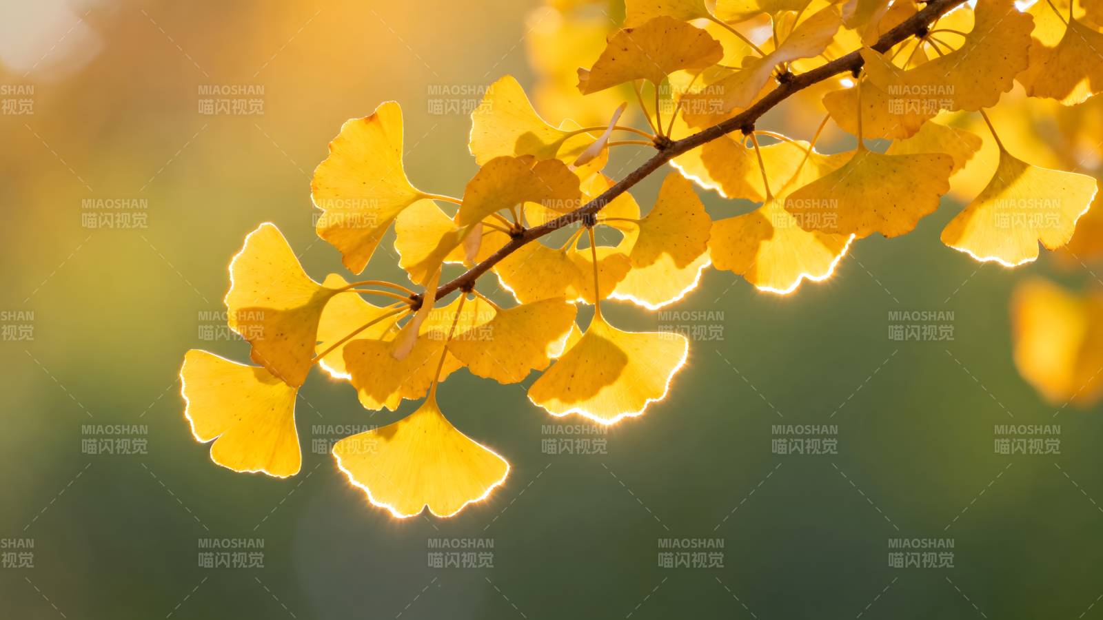 秋日银杏叶图片