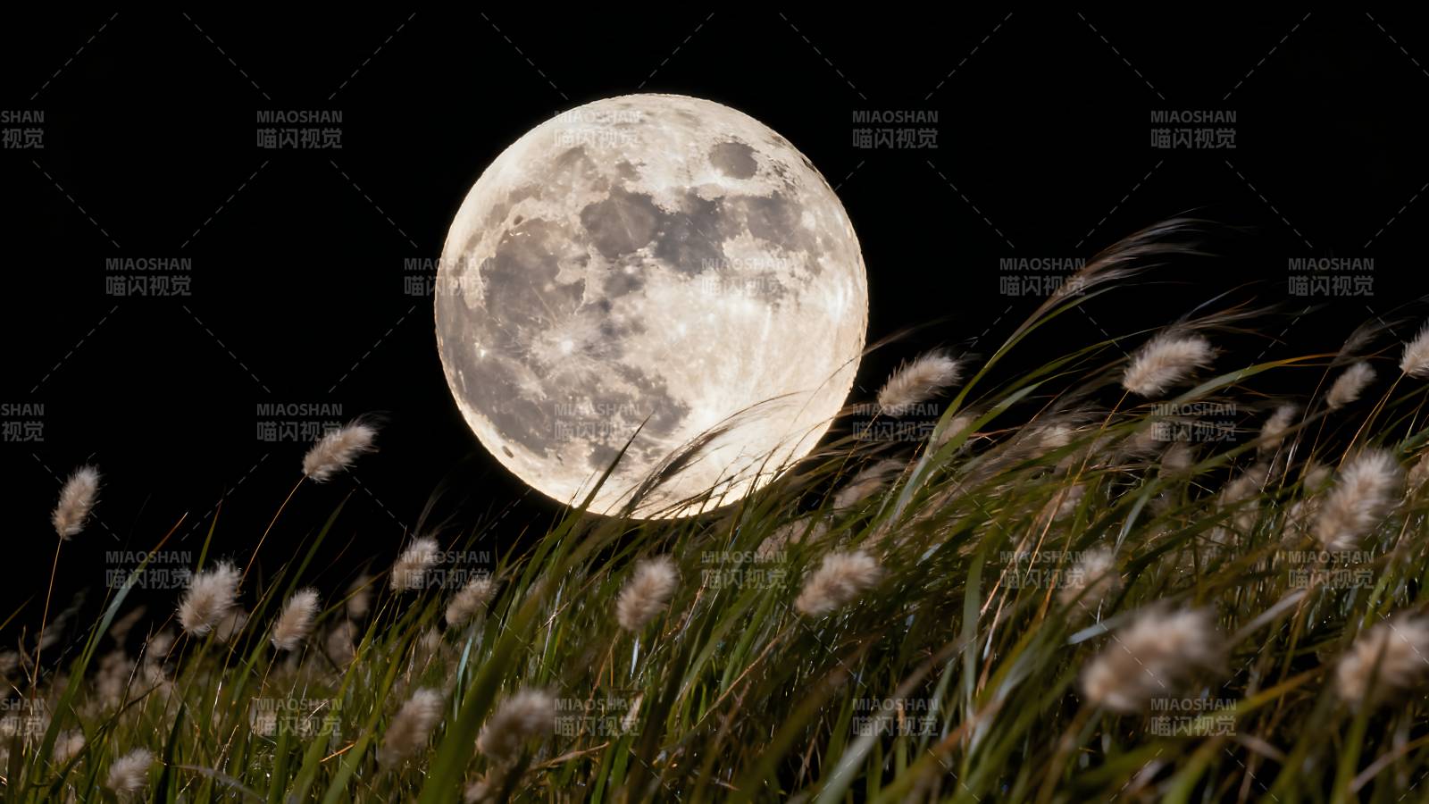 月升草丛间图片