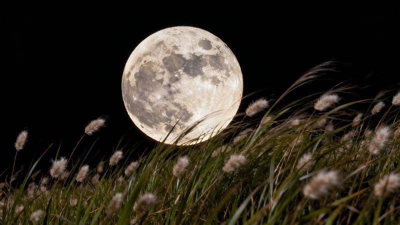 月升草丛间图片