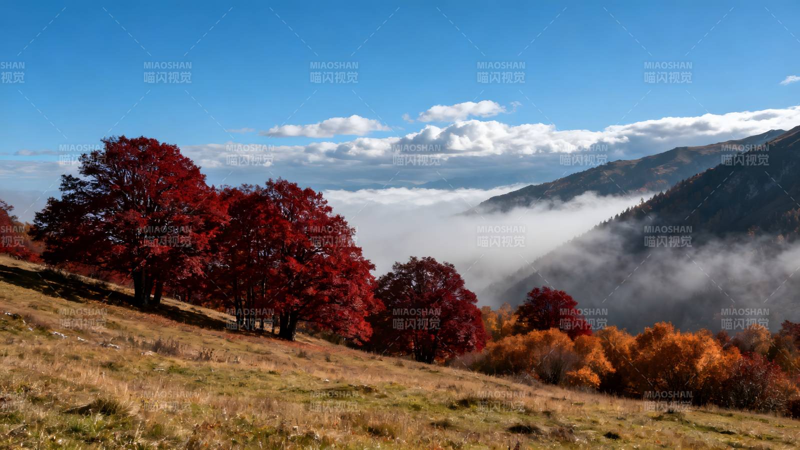 秋山云海红叶图片