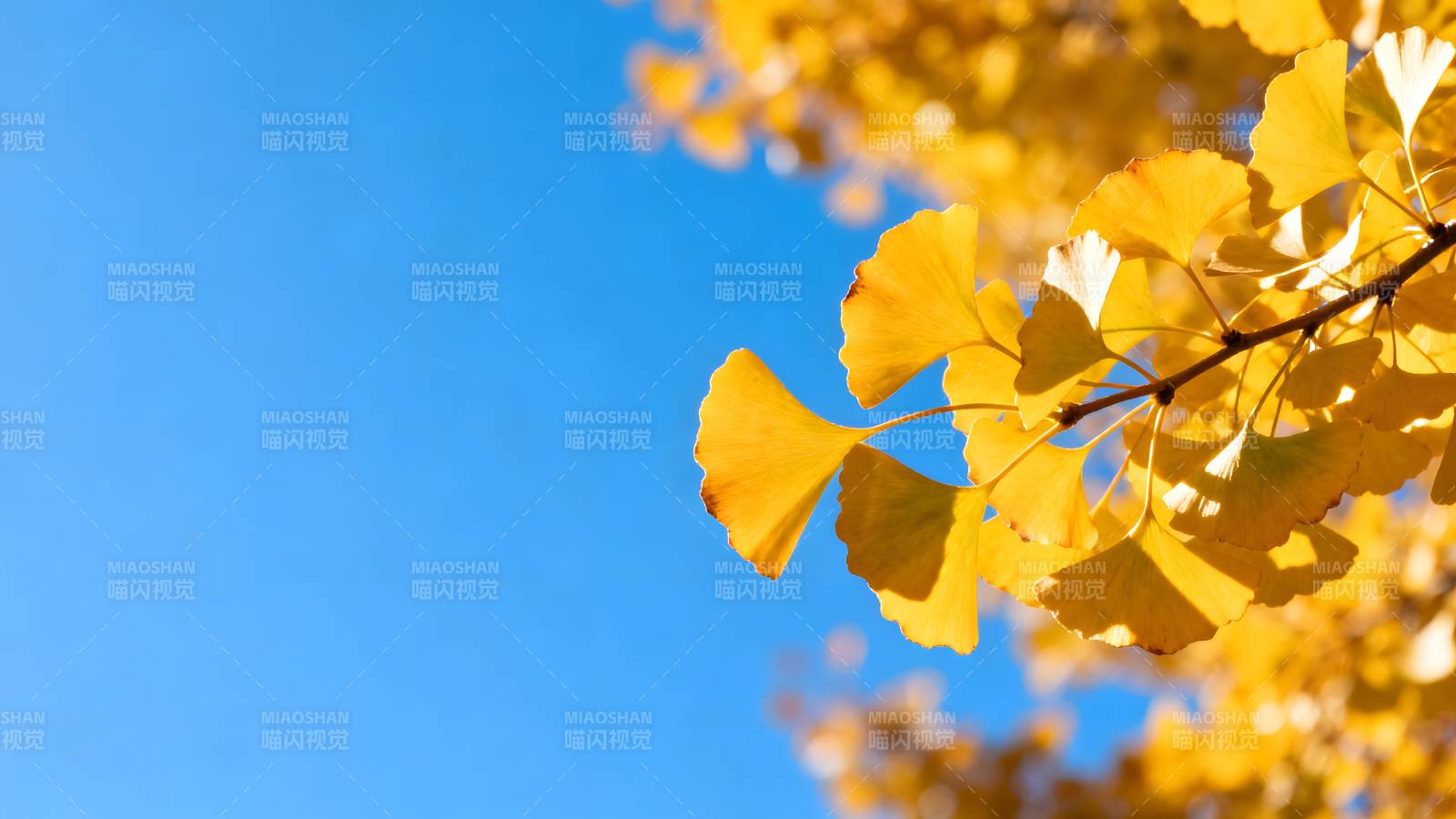 秋叶映蓝天图片