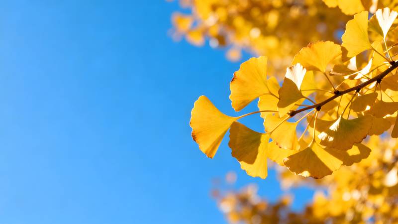 秋叶映蓝天图片