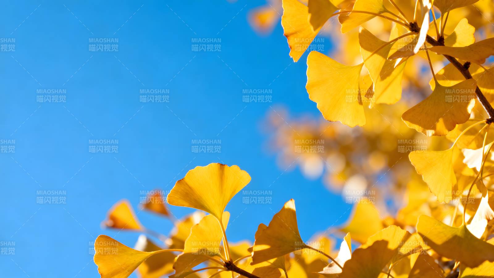 秋叶映蓝天图片