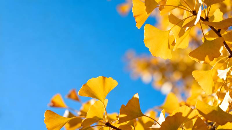 秋叶映蓝天图片