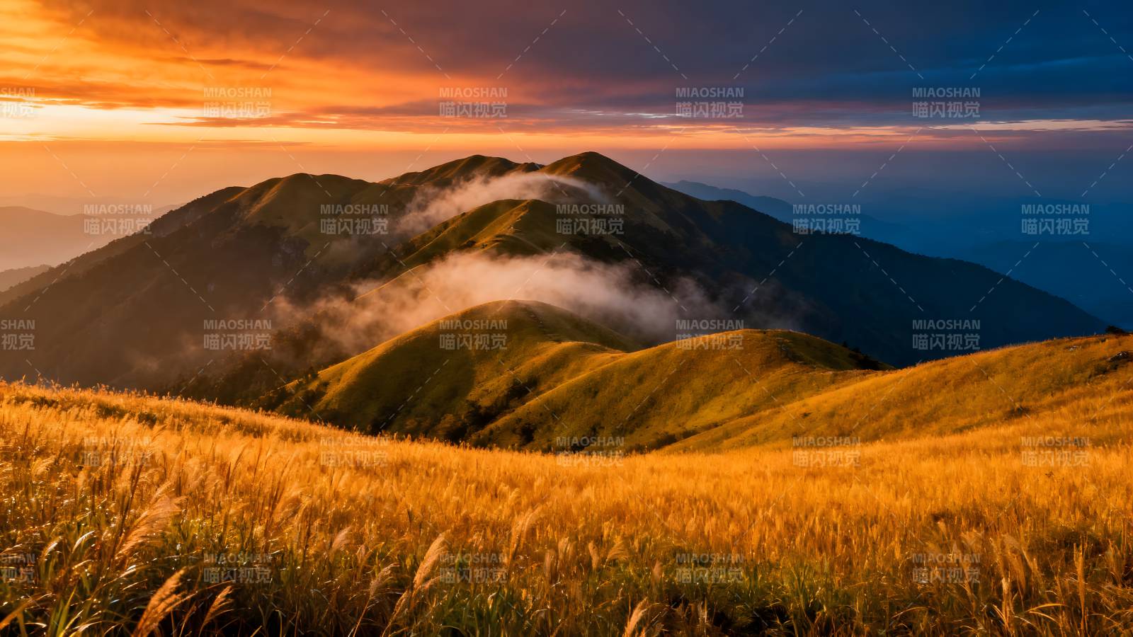 山间晨曦金草海图片