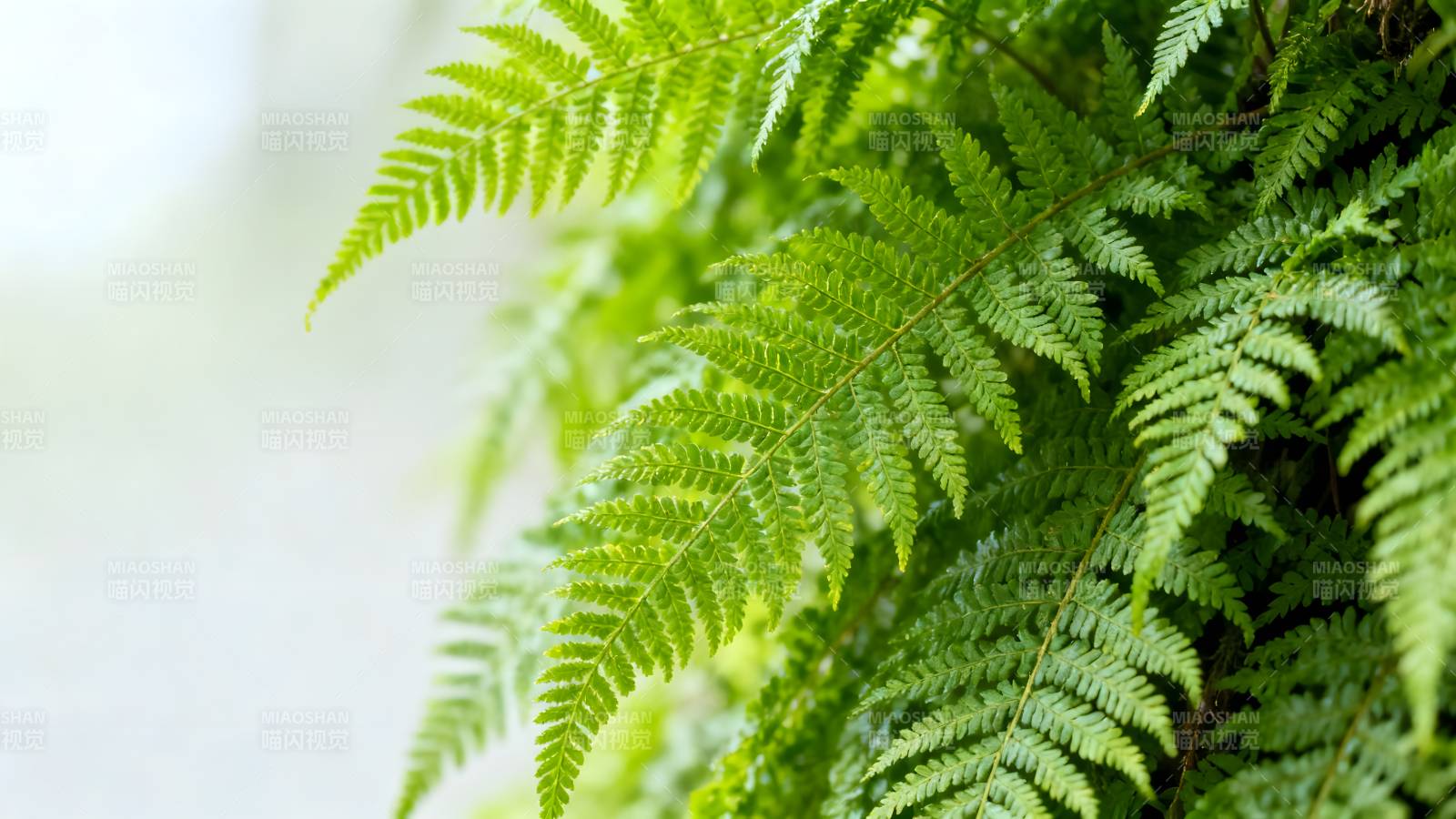 翠绿蕨叶生机盎然图片