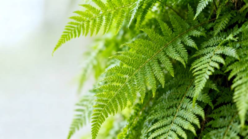 翠绿蕨叶生机盎然图片