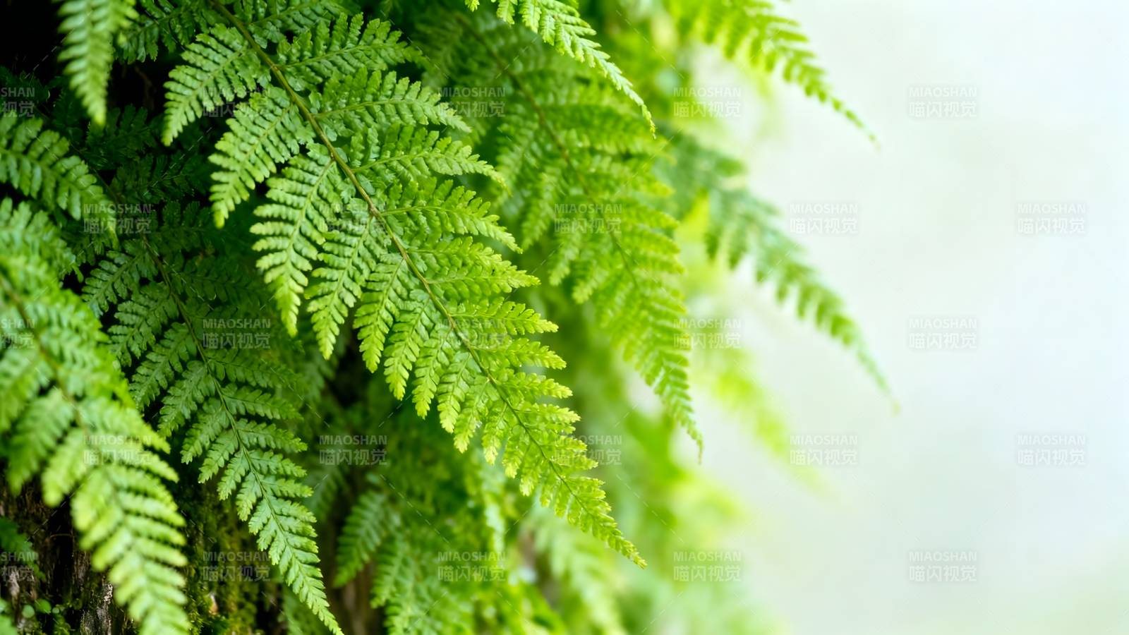 翠绿蕨叶生机盎然图片