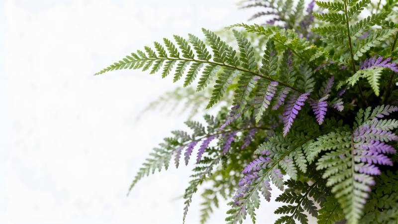 紫绿蕨叶静谧美图片