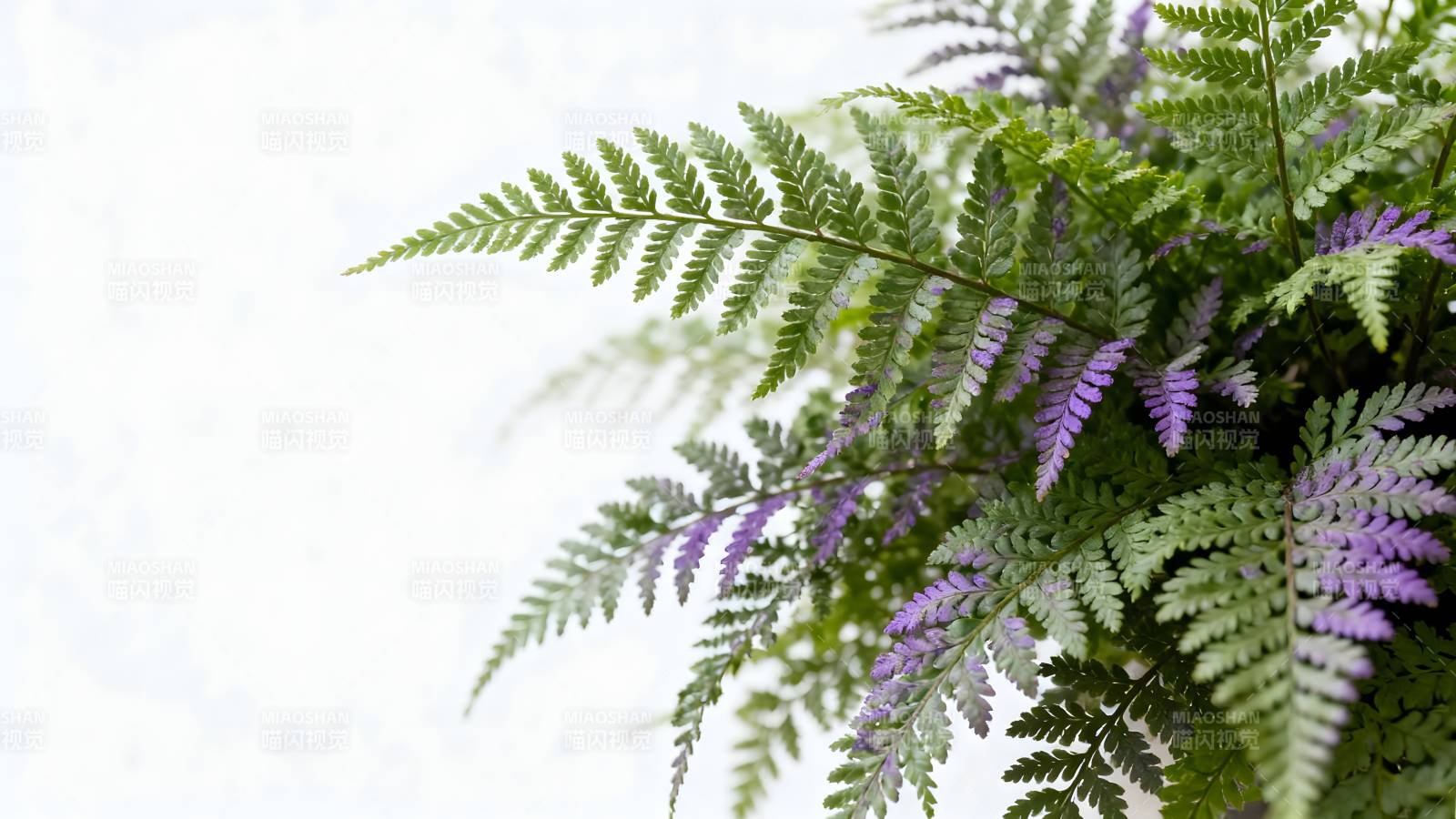 紫绿蕨叶静谧美图片