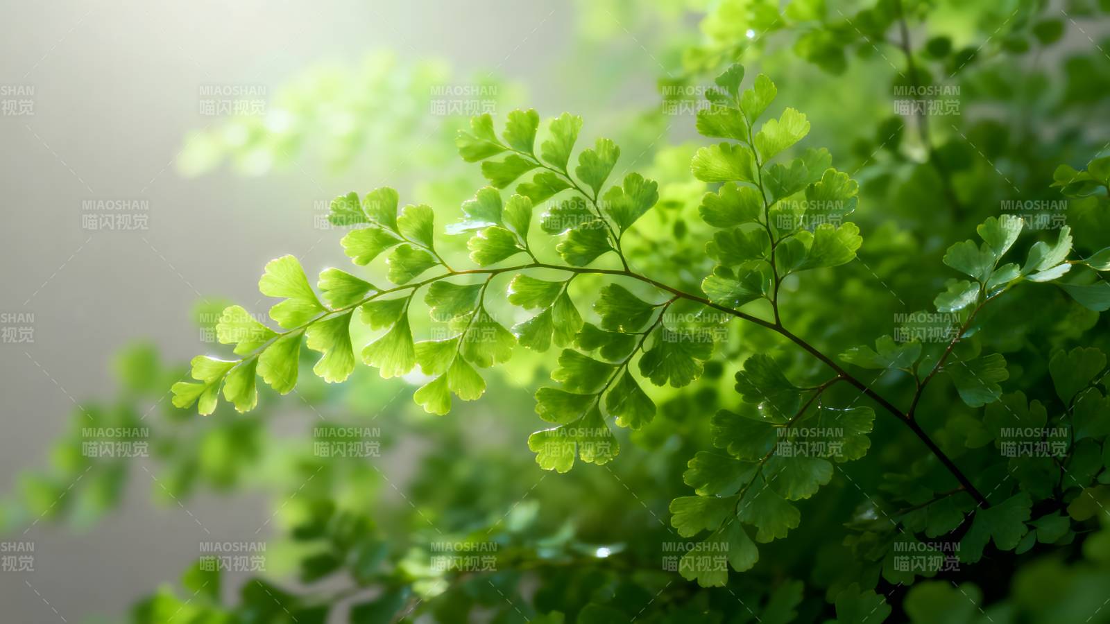 绿叶轻舞 生机盎然图片