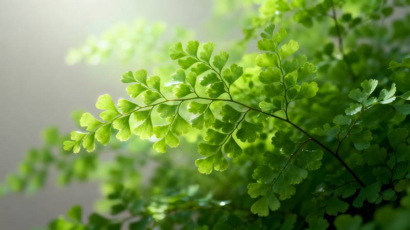 绿叶轻舞 生机盎然图片