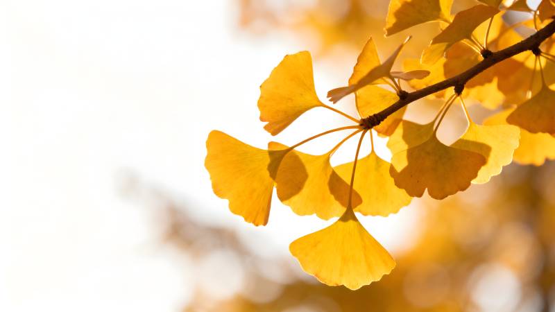 秋日银杏叶图片