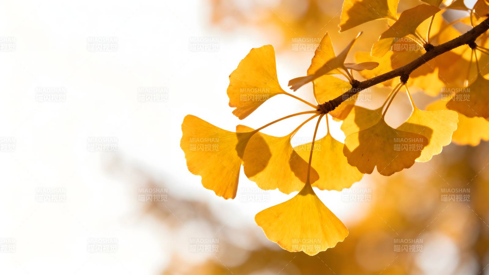 秋日银杏叶图片