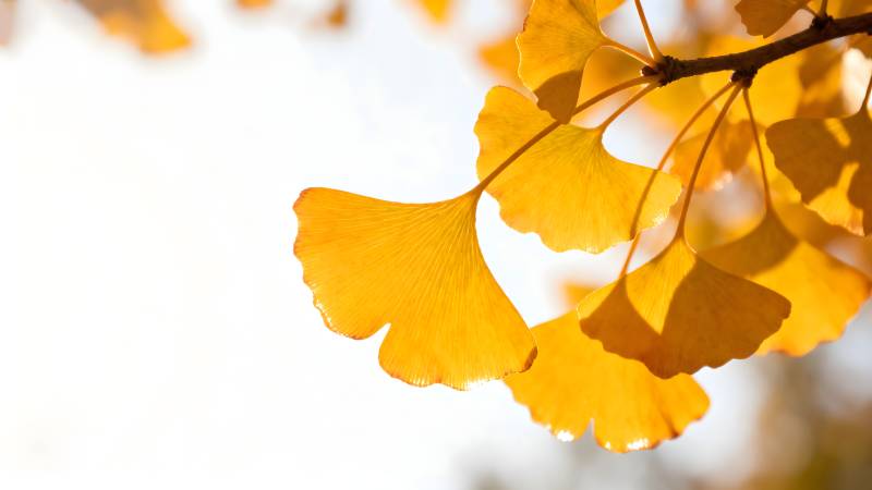 银杏叶黄秋意浓图片