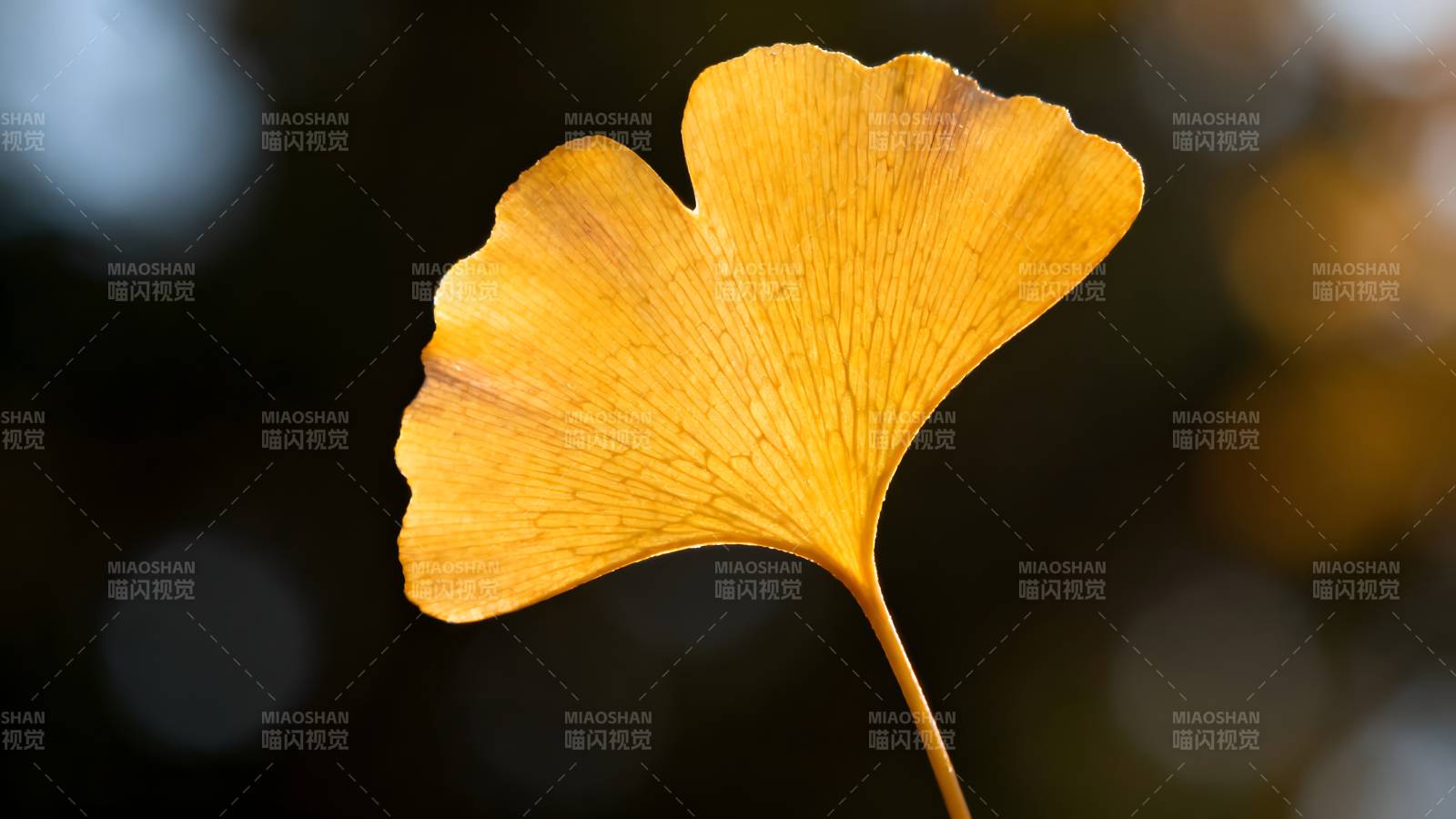 银杏叶秋色图片