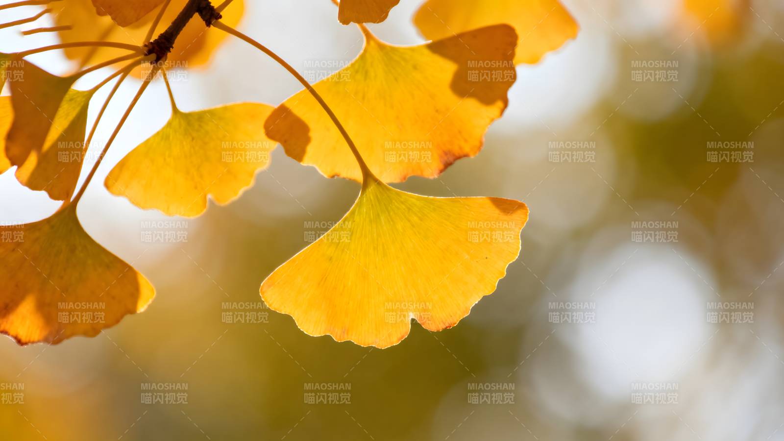 秋日银杏叶图片