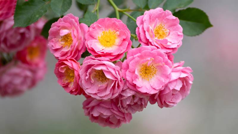 粉玫瑰绽放图片