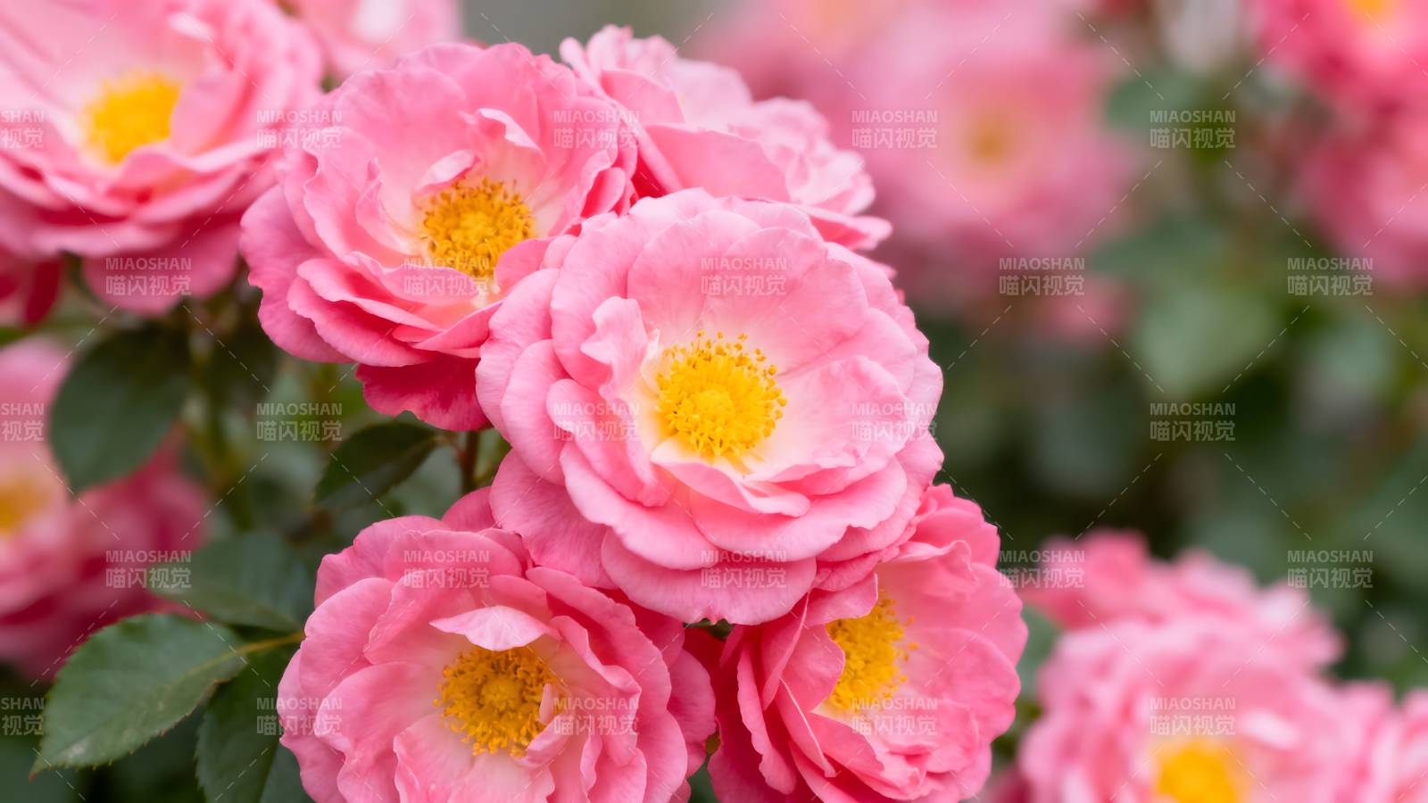 粉玫瑰绽放图片