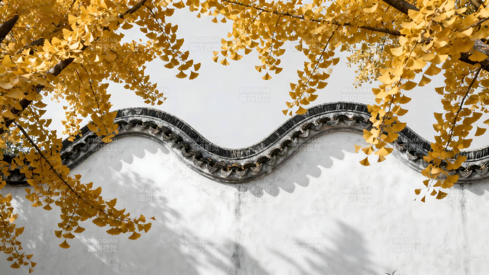 秋叶映墙影图片