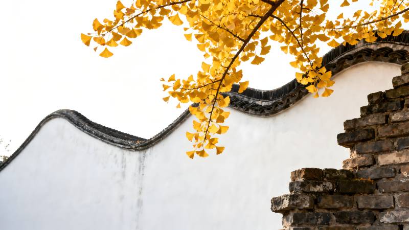 秋叶映古墙图片