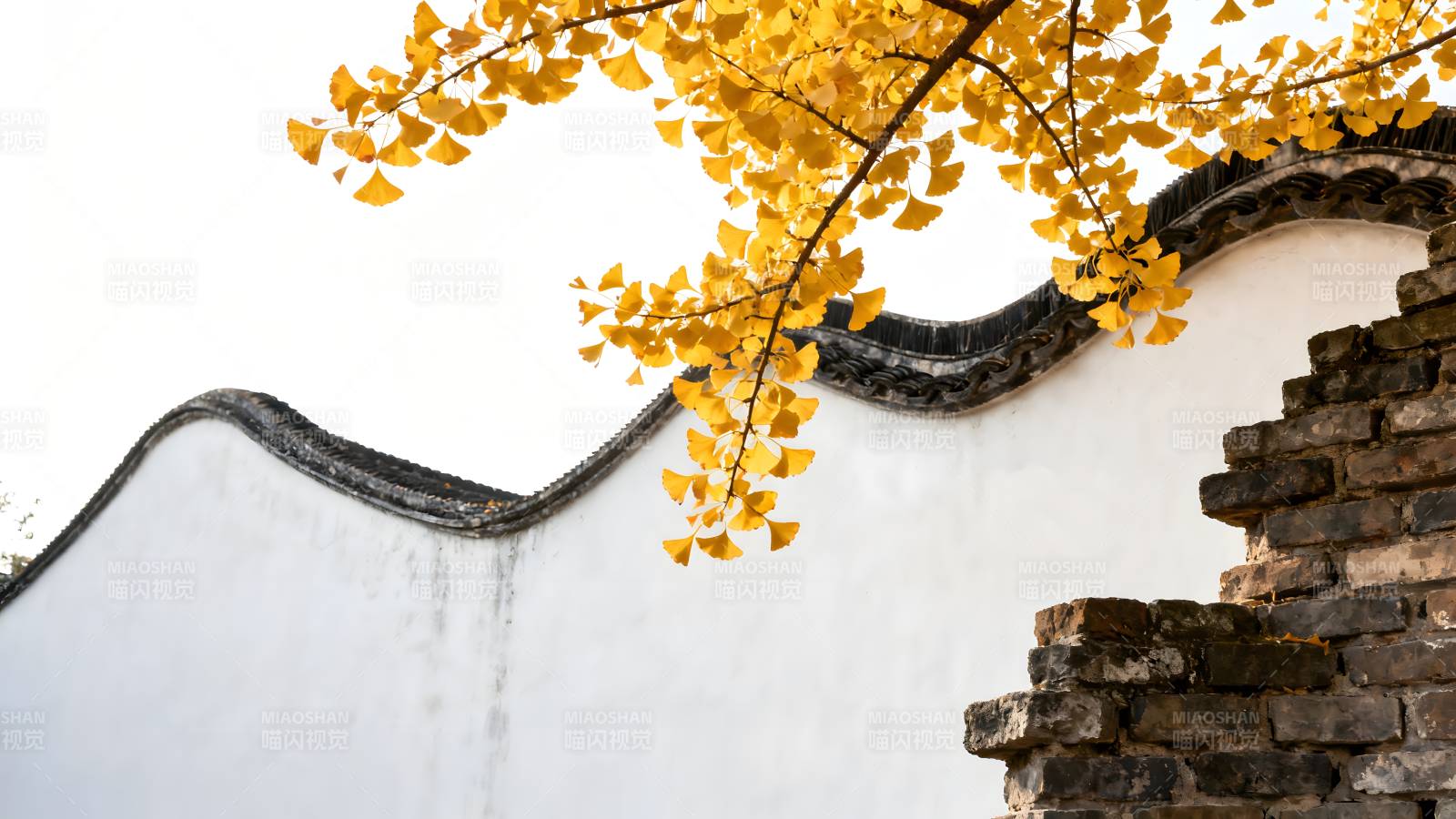 秋叶映古墙图片