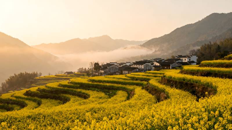 油菜花海映山乡图片
