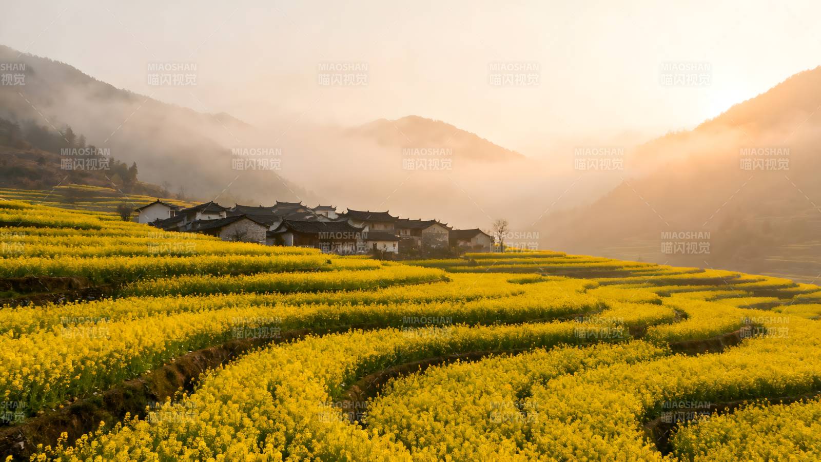 油菜花海晨雾山居图片