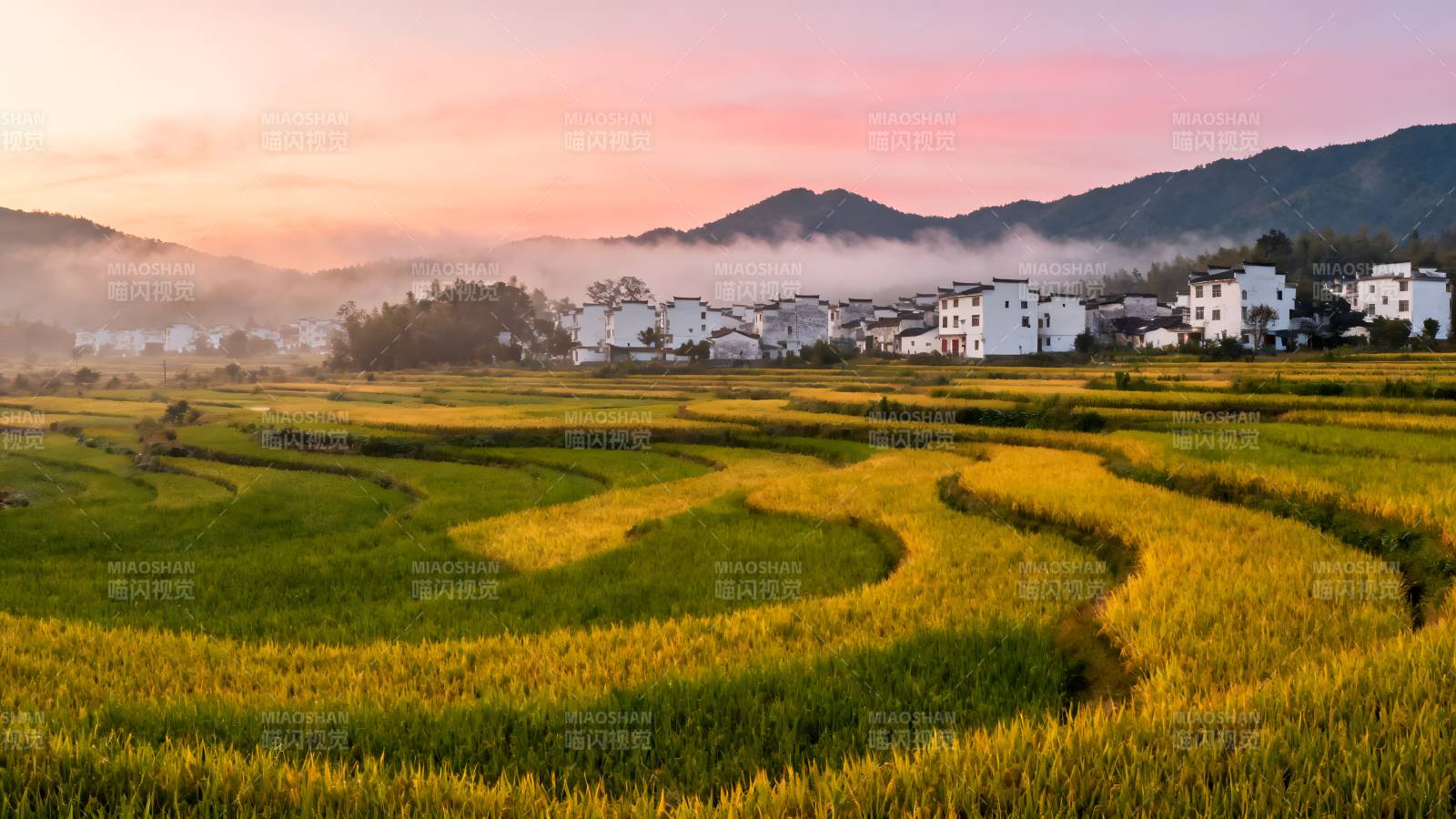 晨雾稻田村景图片