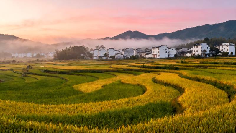 晨雾稻田村景图片