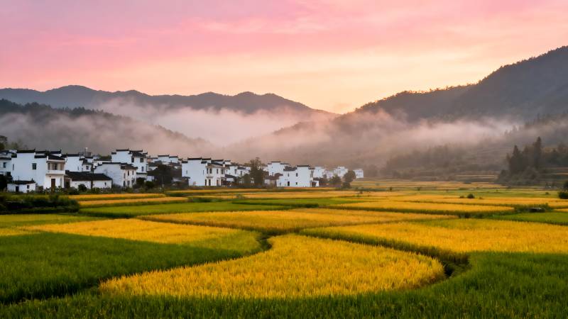 晨雾稻田村舍图片