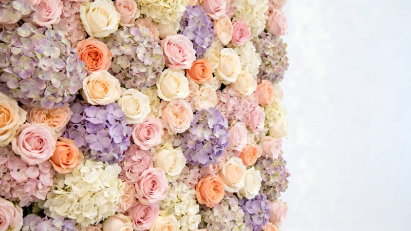 花墙浪漫绽放图片