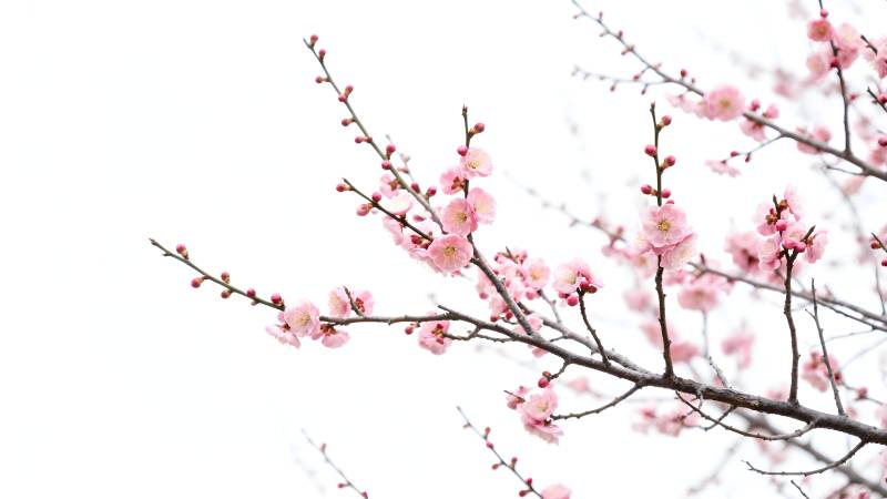 樱花绽放枝头图片