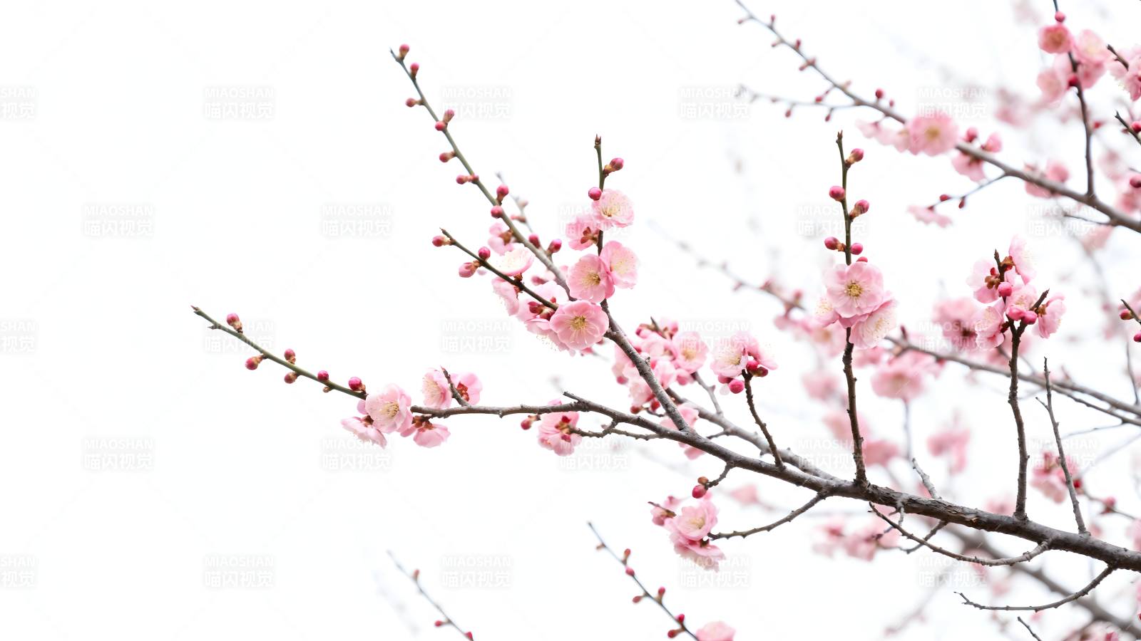 樱花绽放枝头图片