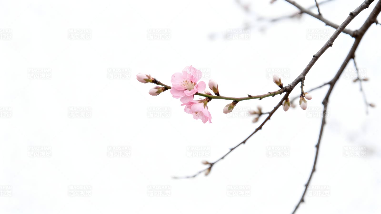 樱花初绽枝头图片