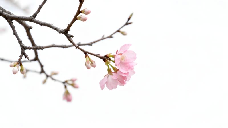 樱花绽放枝头图片