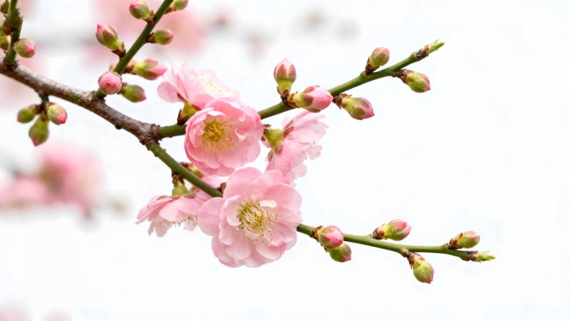 樱花绽放枝头图片