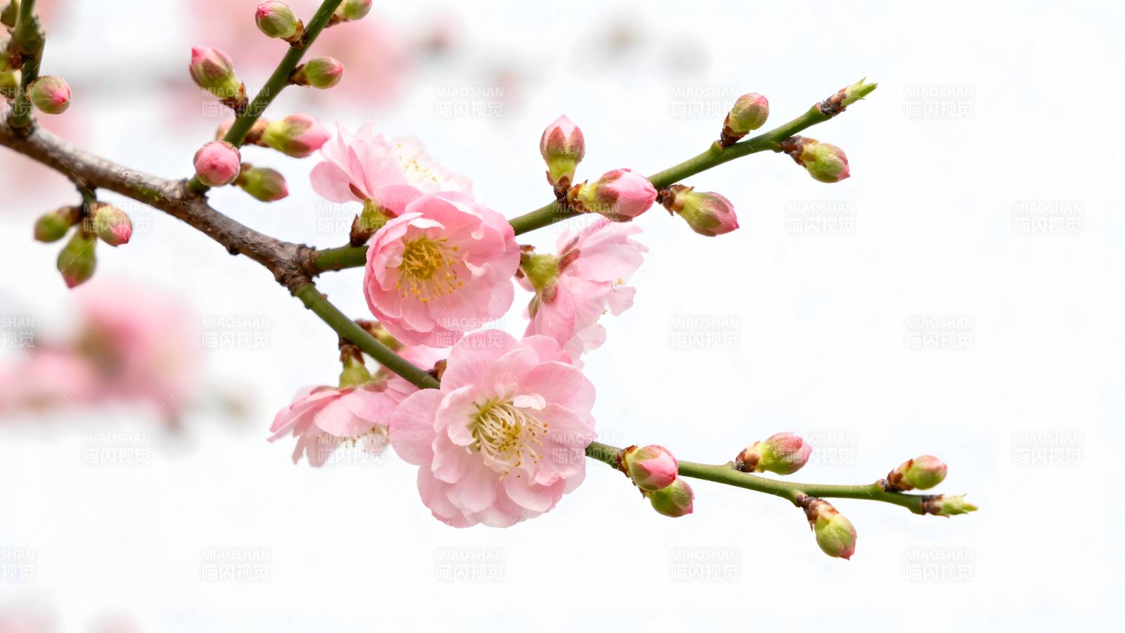 樱花绽放枝头图片