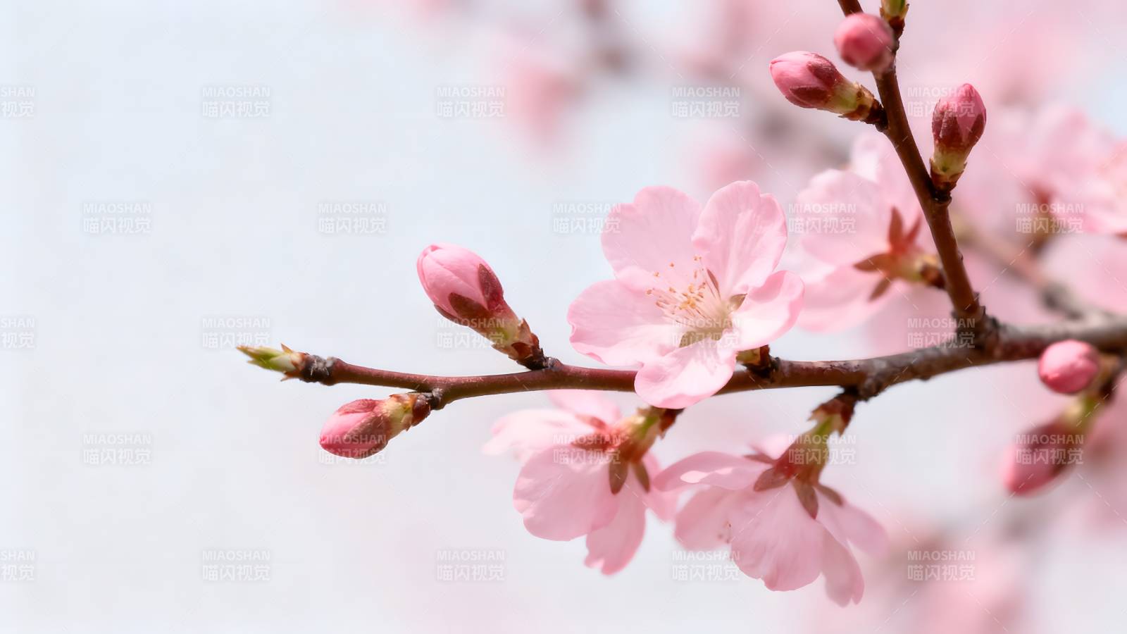 樱花绽放枝头图片